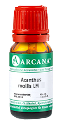 ACANTHUS mollis LM 60 Dilution - 10ml
