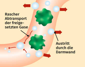 Nach der Einnahme von Espumisan® Emulsion: Der Wirkstoff Simeticon sorgt dafür, dass die im Nahrungsbrei und im Schleim des Verdauungstraktes eingebetteten Gasblasen zerfallen.