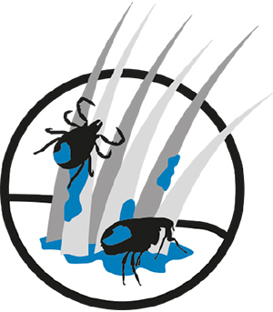 Bild von Zecken in den Haaren