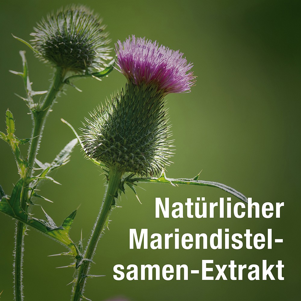 HEPAVENT Plus Leber Cholin Mariendis.Artisch.Kaps.