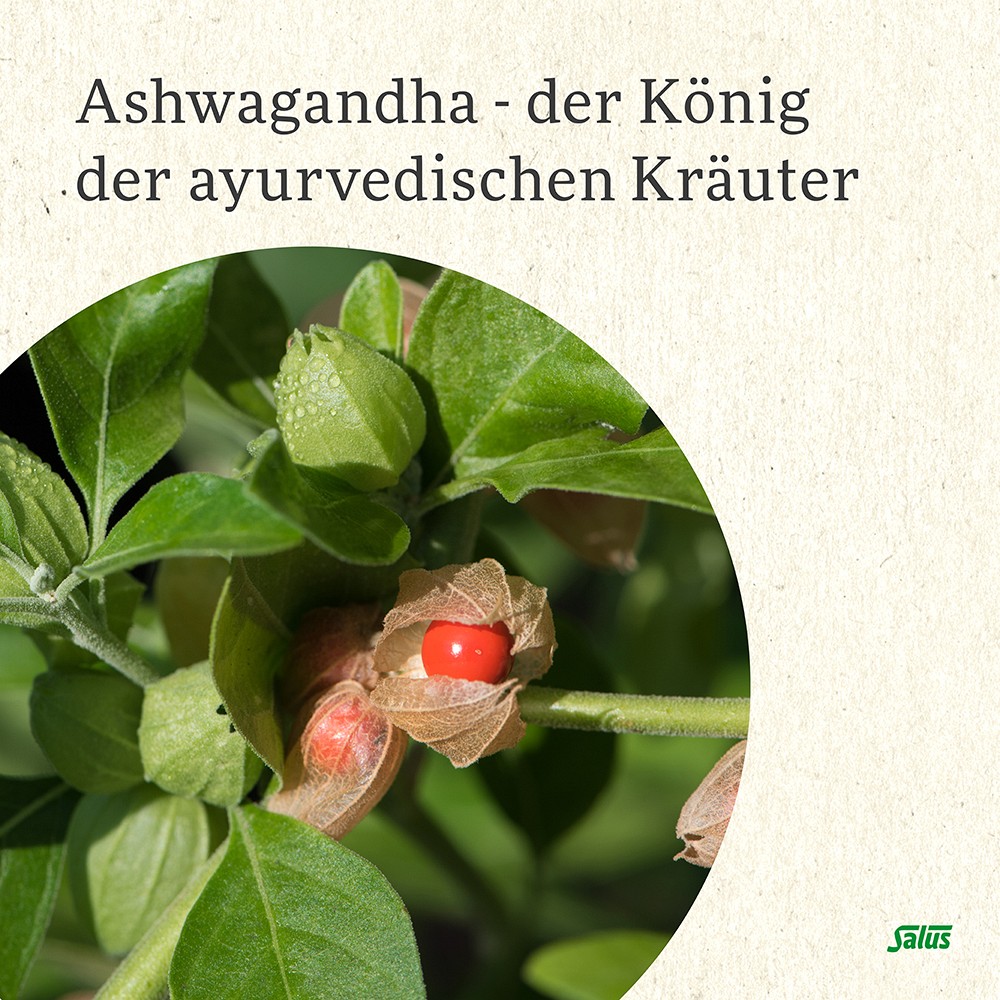 NEURO BALANCE Bio Ashwagandha+Hopfen Tee Salus