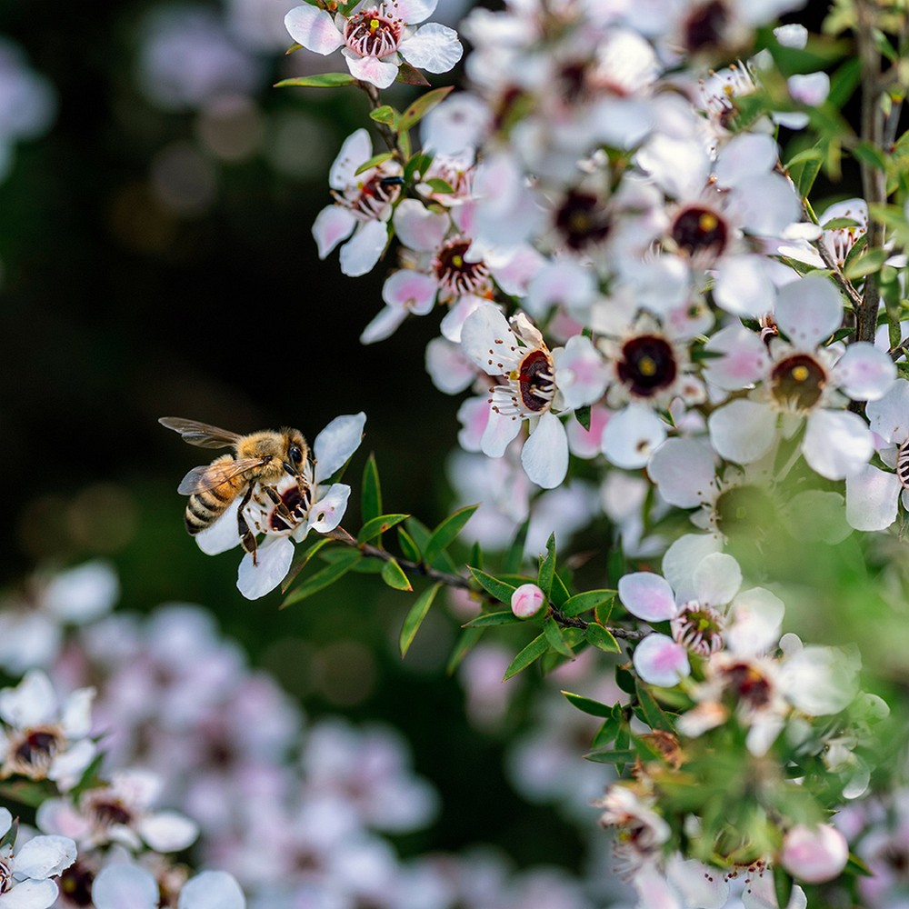 MANUKALIND Wundheilsalbe MDD